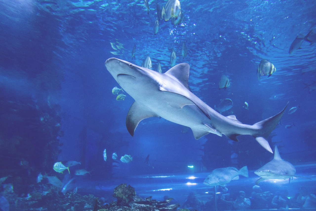 Dolphinarium
